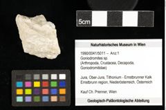 Foto (Objekt + Etiketten) von Goniodromites sp. 